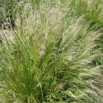Дешампсия (щучка) дернистая Хаир Грасс "Hair Grass" d12