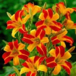 Лилейник гибридный Франс Хальс d15