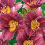 Лилейник гибридный Пурпл Де Оро "Purple de Oro" d17