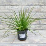 Дешампсия (щучка) дернистая Хаир Грасс "Hair Grass" d12 — изображение 2