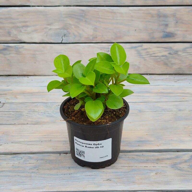 Пеперомия Орба Пикси Лайм "Pixie Lime" d9 — изображение 1
