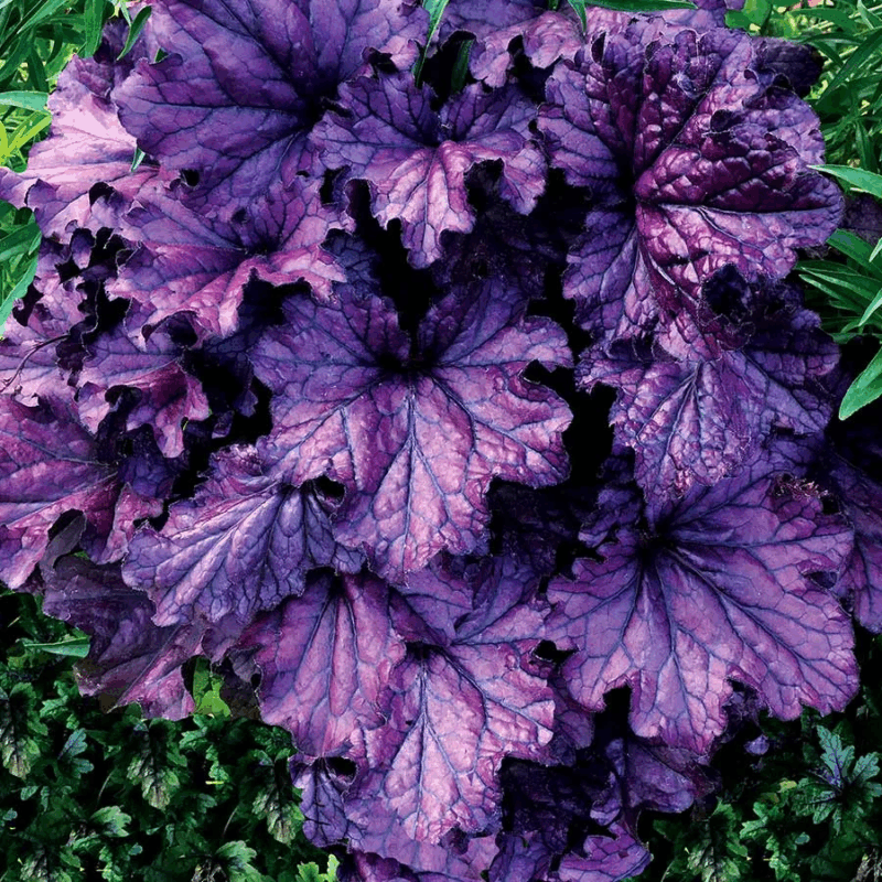 Гейхера Форевер Перпл "Forever Purple" d9-10 — изображение 1