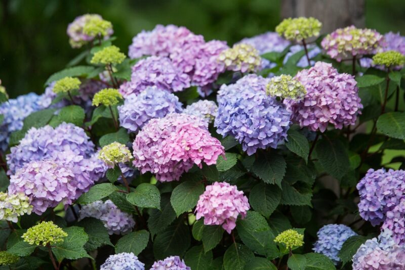 Гортензия крупнолистная Эндлесс Саммер Блумстар "Endless Summer Bloom Star" d9 — изображение 2