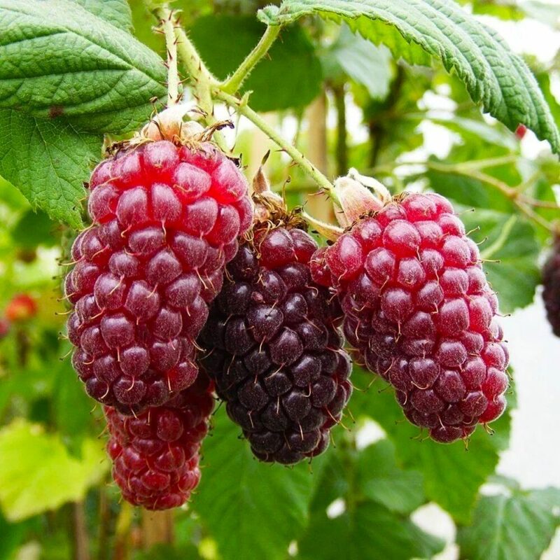 Ежемалина (ежевика) Тайберри "Tayberry" d9-10 — изображение 1