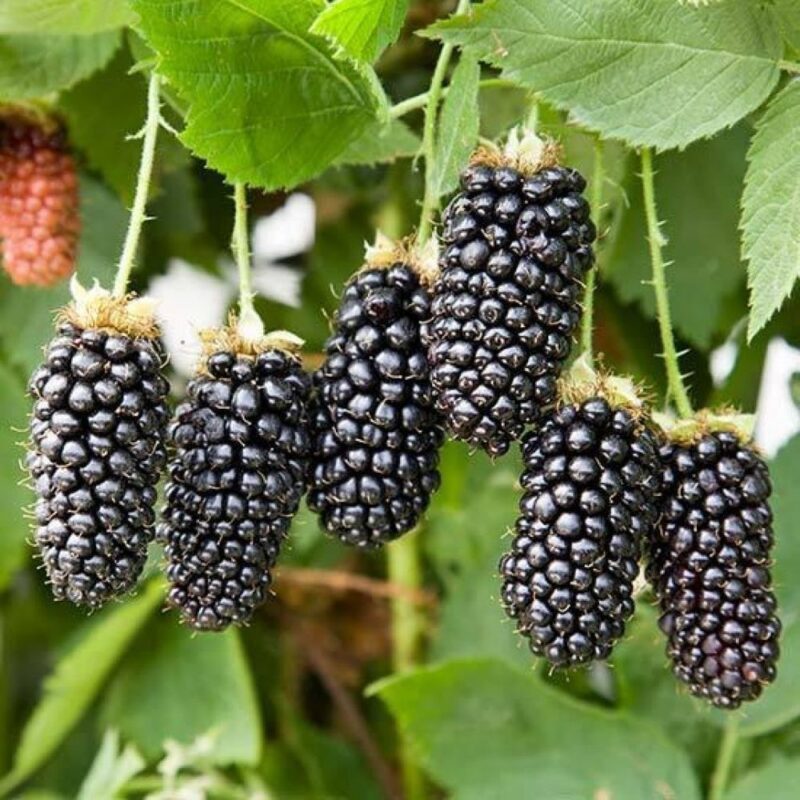 Ежевика Карака Блэк "Karaka Black" 0,8л — изображение 1