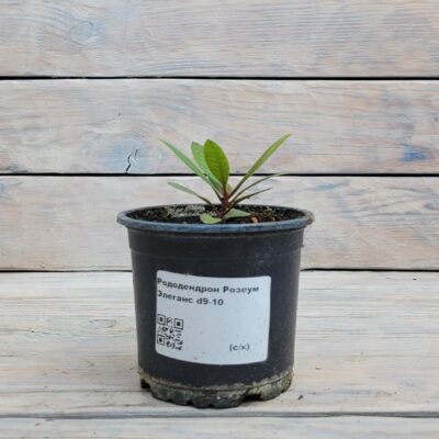 Рододендрон Росеум(Розеум) Элеганс "Roseum Elegans" d9-10