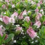 Хебе Оутдор Пинк "Outdoor Pink" d12
