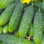 Огурец Братец Иванушка кассета