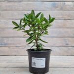 Хебе Оутдор Пинк "Outdoor Pink" d12 — изображение 2