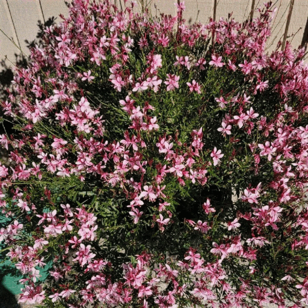Гаура Линдхеймера Стеффи Блаш Пинк "Steffi Blush Pink" d9-10