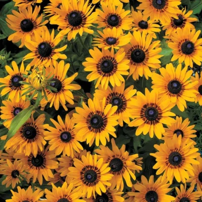 Рудбекия Денвер Дейзи "Denver Daisy" d12