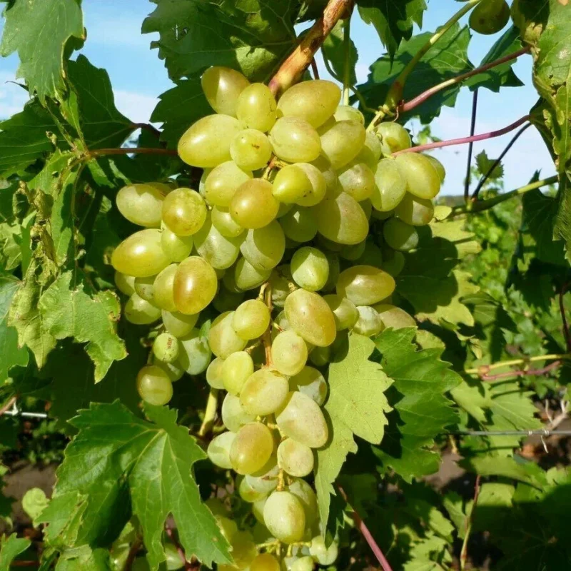 Виноград Аркадия (Настя) 0,8л — изображение 1