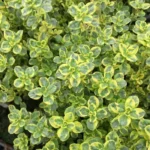Тимьян лимоннопахнущий Мистик Лемон "Mystic Lemon" d9-10