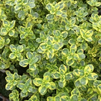 Тимьян лимоннопахнущий Мистик Лемон "Mystic Lemon" d9-10