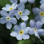 Незабудка Мон Ами Блю "Mon Amie Blue" d12