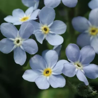 Незабудка Мон Ами Блю "Mon Amie Blue" d12