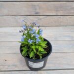 Незабудка Мон Ами Блю "Mon Amie Blue" d12 — изображение 3